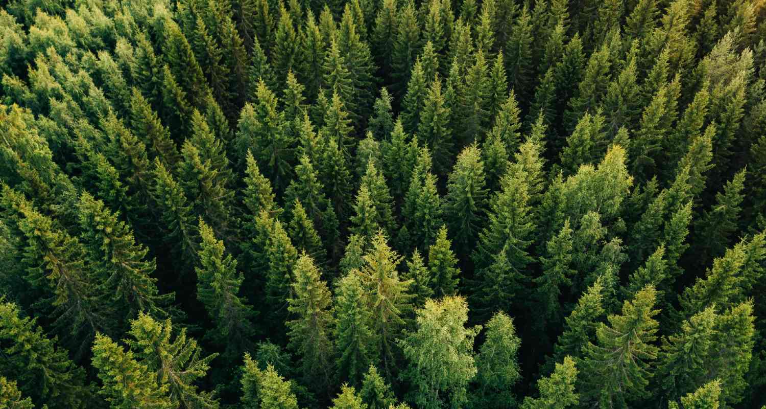 Vista aérea de un bosque